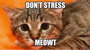 Image result for Stressed Mouse Meme