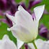 Image result for Tulipa Elegant Lady