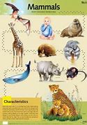 Image result for Mammals Poster