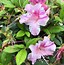 Image result for Rhododendron Encore PURPLE