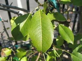 Image result for Pyrus communis Précoce Henin