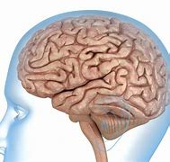 Image result for Inside a Real Human Brain