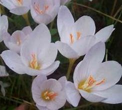 Image result for Crocus pulchellus Zephyr