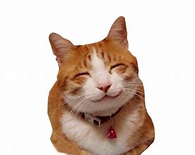 Image result for Funny Cat Smile Meme