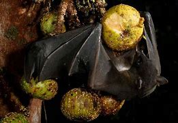 Image result for Ugly Fruit Bat