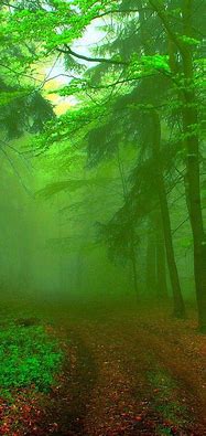 Image result for Green iPhone Wallpaper