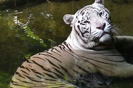 Image result for Albino Tiger Wallpaper