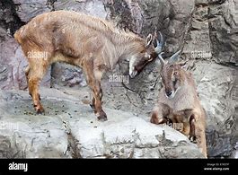 Image result for Mountain Goat Hooves