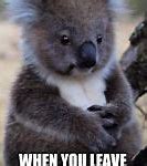 Image result for Koala Meme Image No Text