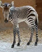 Image result for baby zebra