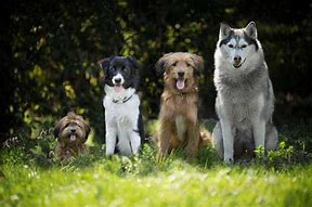 Image result for Small Medium and Large Dogs