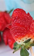 Image result for Strawberry Rose