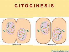 Image result for cariocinesis