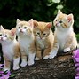 Image result for One Cute Image