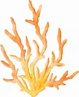 Image result for Coral Color iPhone Wallpaper