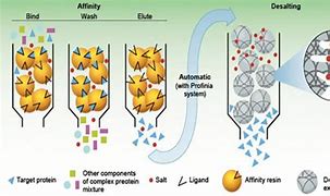 Image result for Affinity Chromatography Diagram