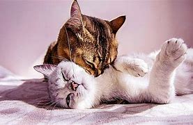 Image result for Couple Cat Wallpaper