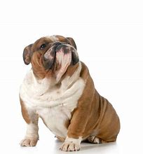 Image result for World's Biggest Fattest Dog