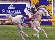 Image result for Arabian Racehorse