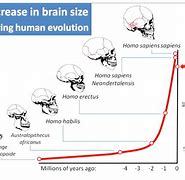 Image result for Human Brain Evolution