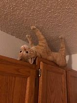 Image result for Ceiling Cat Cursed