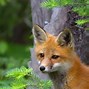Image result for Cute Red Fox Wallpaper