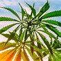 Image result for 1 8 of Weed