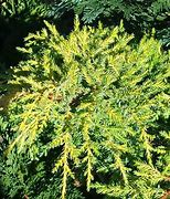 Image result for Juniperus x pfitzeriana Gold Star