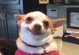 Image result for Screaming Chihuahua Meme