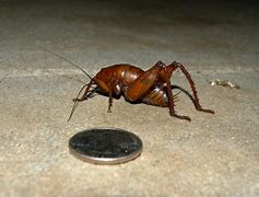Image result for Giant Brown Cricket