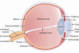 Image result for Human Eye Anatomy Retina
