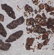 Image result for Big Brown Bat Droppings