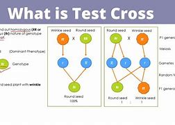 Image result for Test Cross