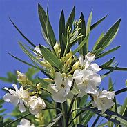 Image result for Nerium oleander Wit