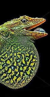 Image result for Lizard Species