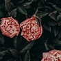 Image result for Pink Roses On a Vine Aesthetic