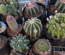 Image result for Indoor Cactus Types