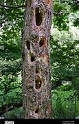 Image result for Hollowed Out Trunk of a Dead Tree