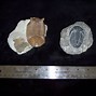 Image result for Petrified Wood Fossil