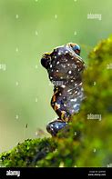 Image result for Frog Sitting On Rock