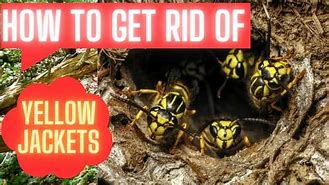 Image result for Get Rid of Yellow Jackets