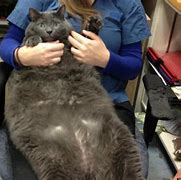 Image result for Smallest Fattest Cat in the World