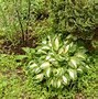 Image result for Hosta Hotspot