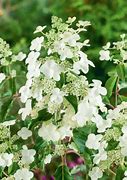 Image result for Hydrangea paniculata Butterfly (r)