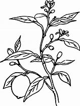 Image result for Lime ClipArt Black and White