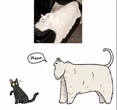 Image result for Blursed Cat Memes