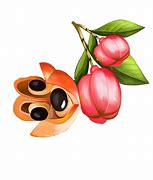 Image result for Ackee Printable