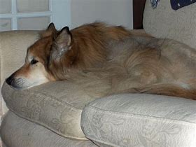 Image result for Dog Chillin On Couch