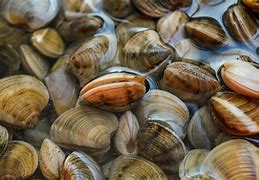 Image result for Ocean Clams