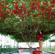 Image result for Tomato Tree Seeds
